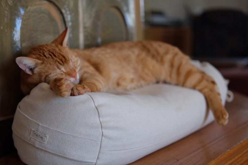 rote Katze liegt auf dem hejhej-bolster beim Landwirt zuhause