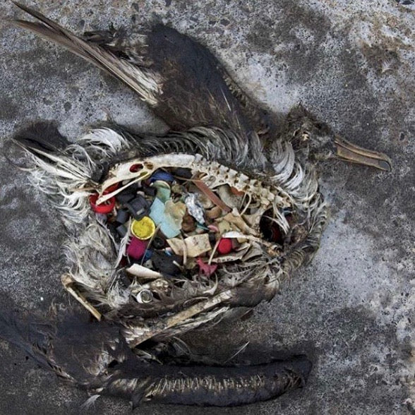 Toter Vogel auf Grund von Plastik - deshalb sollten wir alle einen nachhaltigen Lebensstil führen
