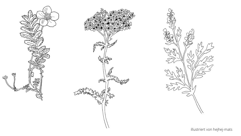Medicinal herbs for symptom relief during your period