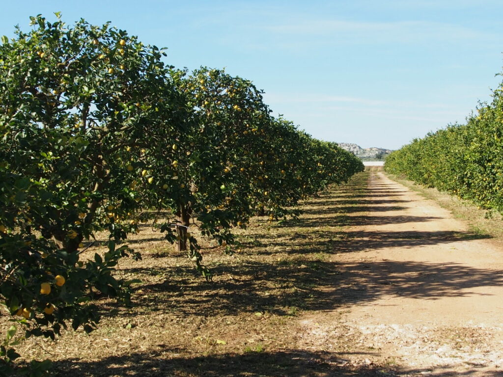 Lemon grove in Sicily