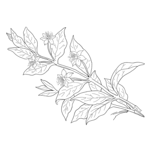 Component Myrtle illustrated