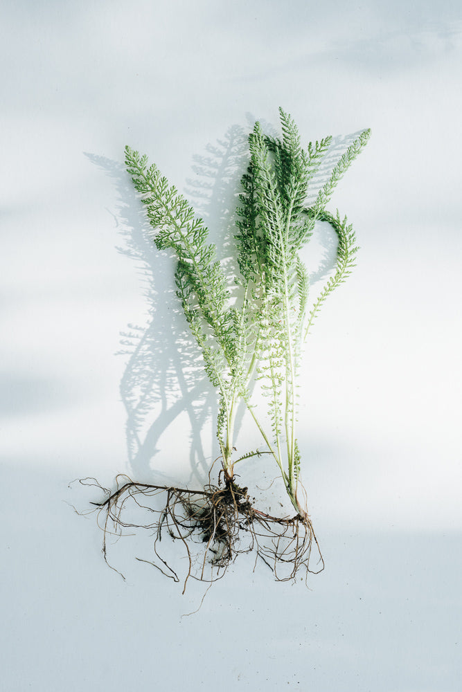 Fotografie Wildkraut Schafgarbe von kruut.de